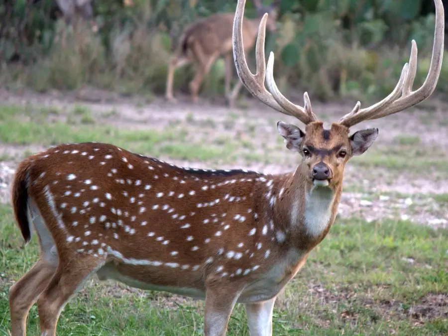 102 Bliss Circle, Brackettville, TX 78832 - Image #3