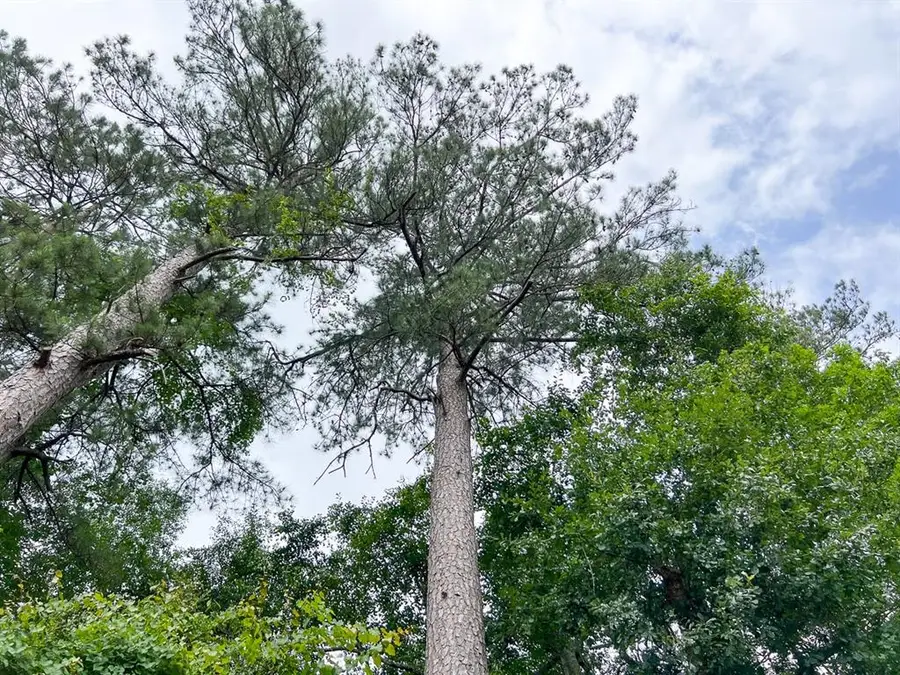 000 Fm 2937, Silsbee, TX 77656 - Image #2