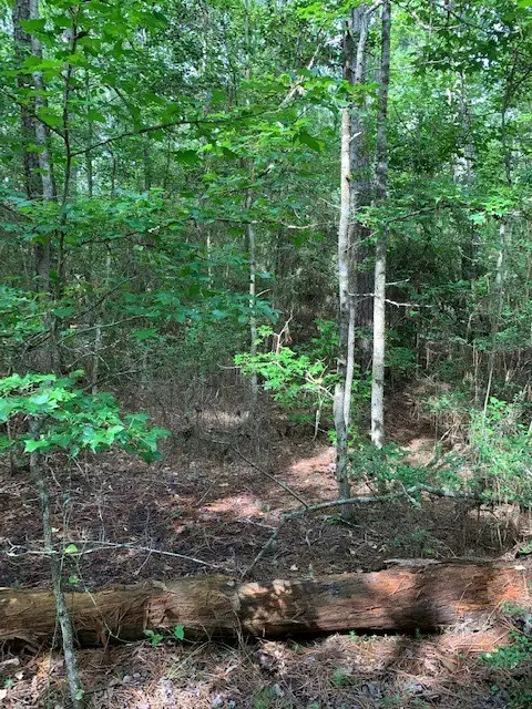 00 Bailey Grove Road, Montgomery, TX 77356 - #3