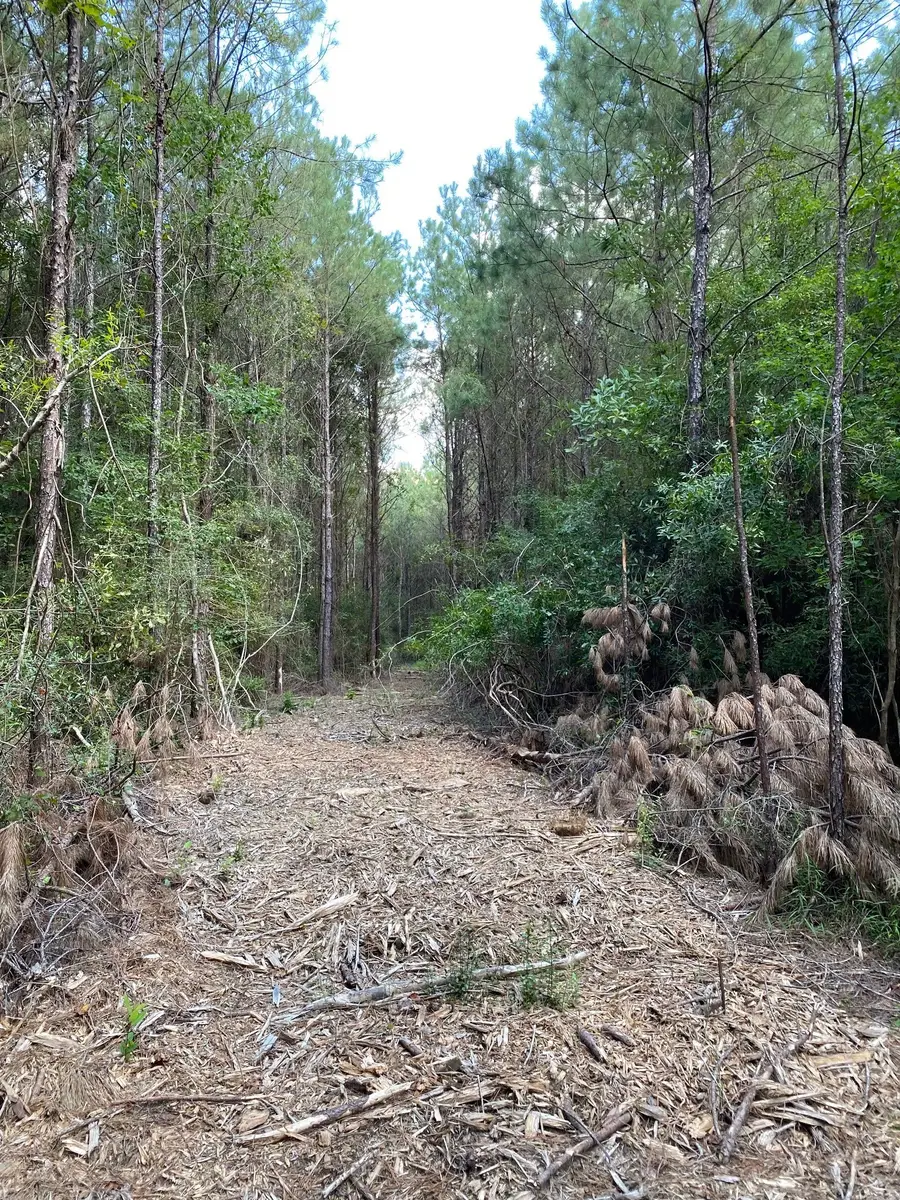 19853 Ghost Scenic Drive, Kountze, TX 77625 - #3
