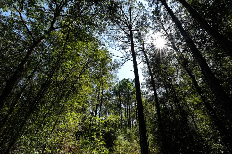 0 Hwy 105, Hull, TX 77564 - Image #2