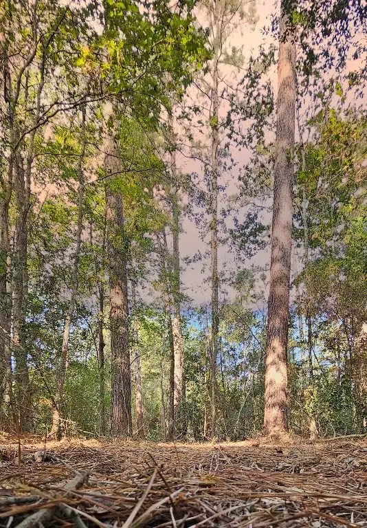 Lot 11 Gregory Lane, New Waverly, TX 77358 - #1