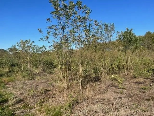 TBD Fm 71 East, Talco, TX 75487 - Image #2