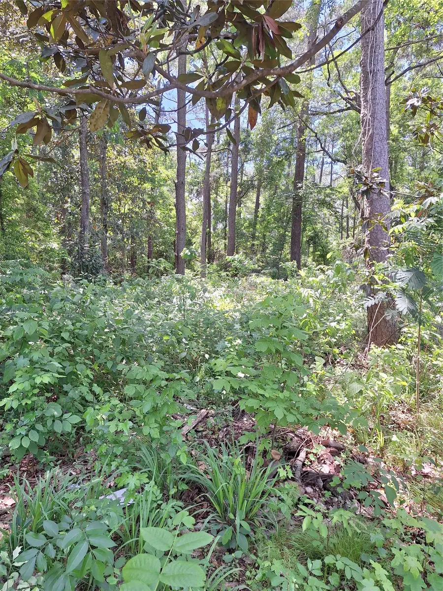 0 Woodland Lakes Drive, Shepherd, TX 77371 - #2