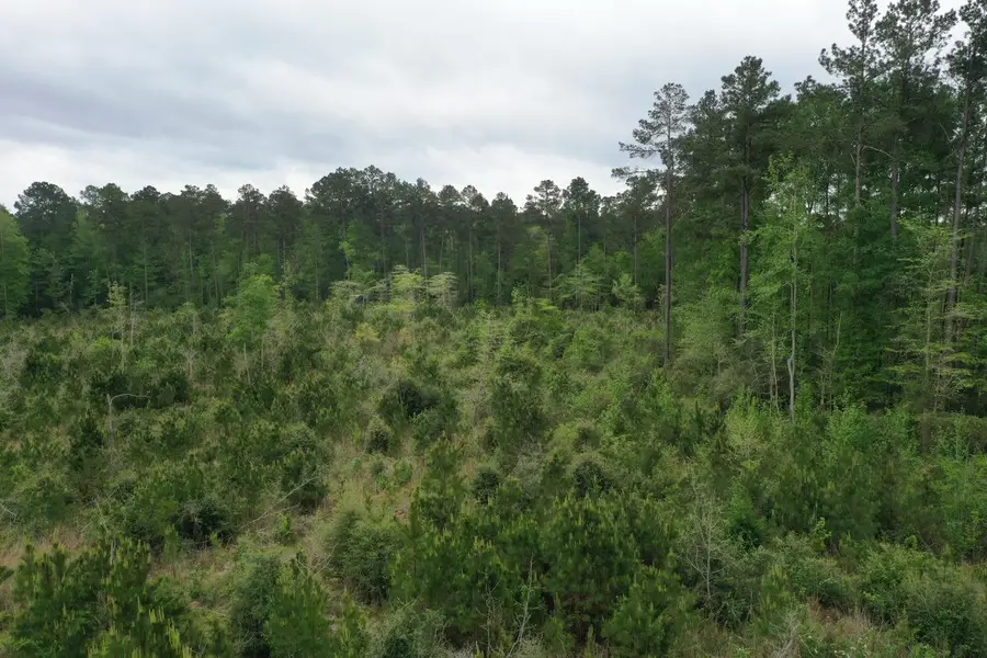 Tract 5 Cr 255, San Augustine, TX 75972 - Image #3