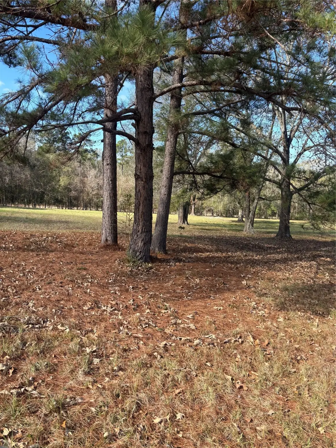 2956 Us Highway 59 S, Livingston, TX 77351-2194 - #1