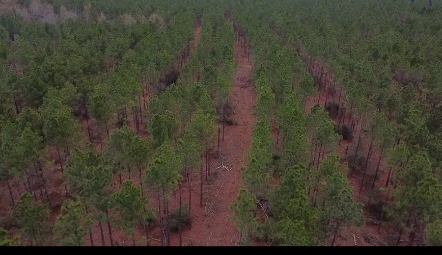 358 Holcombe Road, Groveton, TX 75845 - Image #3