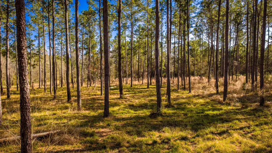 TBD Rolling Pines Drive, Livingston, TX 77351 - #2