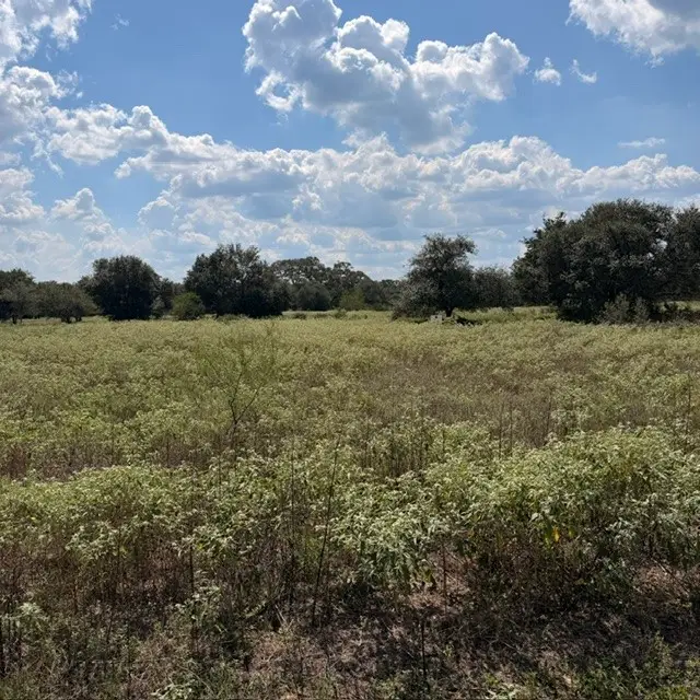 TBD Gadwall, Columbus, TX 78934 - #1