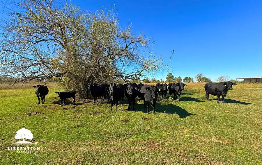 13316-005 Farm To Market Rd 2620, Bedias, TX 77831 - #2