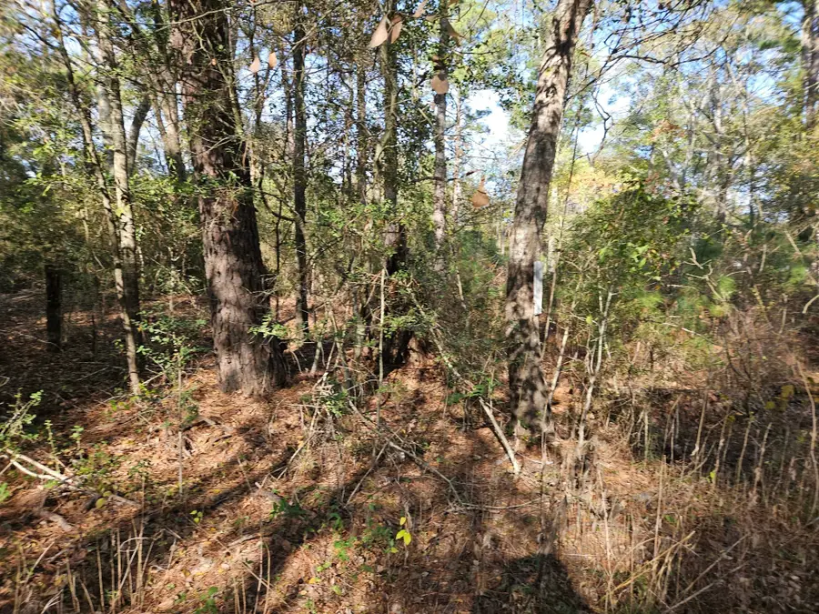 0001 Pinecone Lane, Plantersville, TX 77363 - Image #2