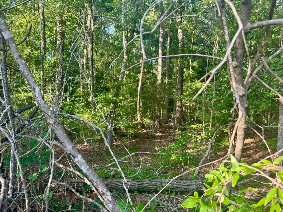 TBD County Road 1039, Burkeville, TX 75932 - #2