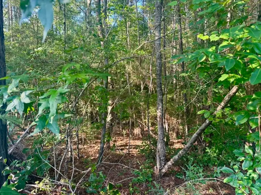 TBD County Road 1039, Burkeville, TX 75932 - #3