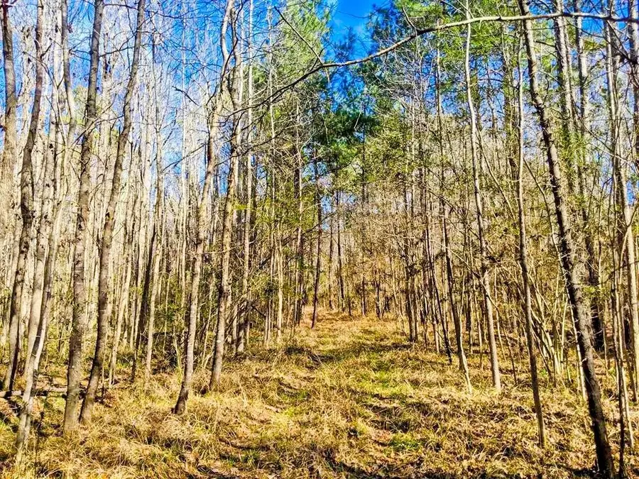 TBD Veal Street, Chester, TX 75936 - Image #2