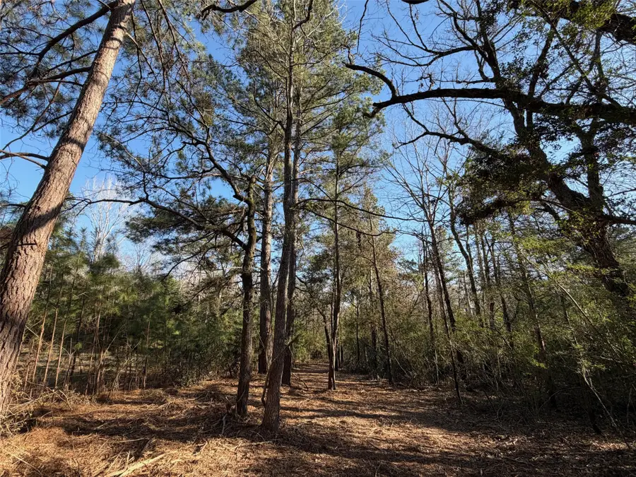 26 ac Cr 295, Oakwood, TX 75833 - Image #2