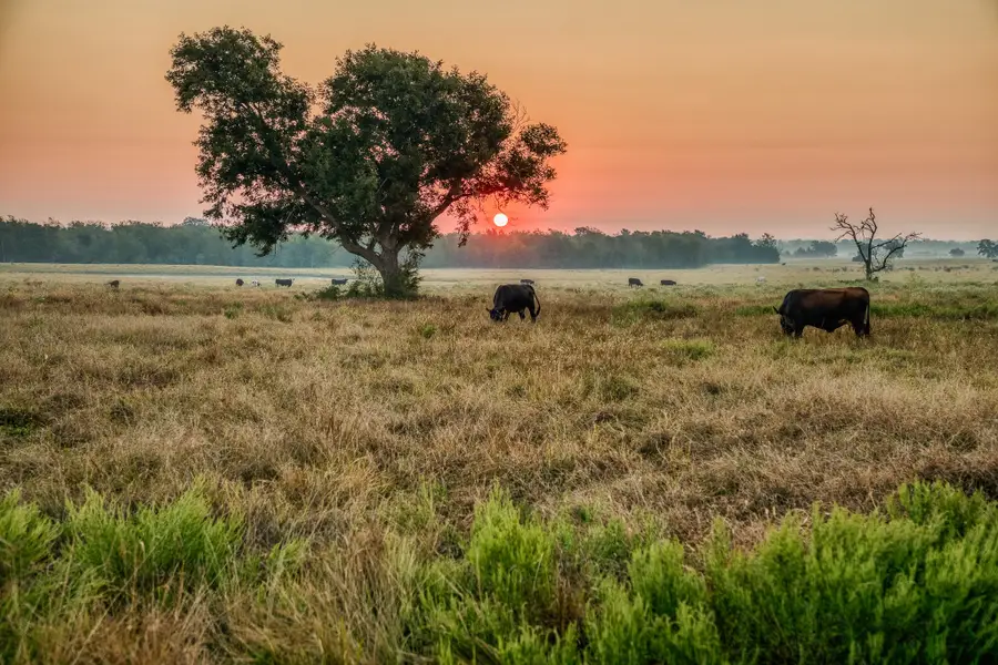 TBD Flat Prairie Road, Washington, TX 77880 - Image #3