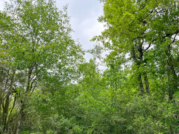 00 Cravens Camp Road, Silsbee, TX 77656