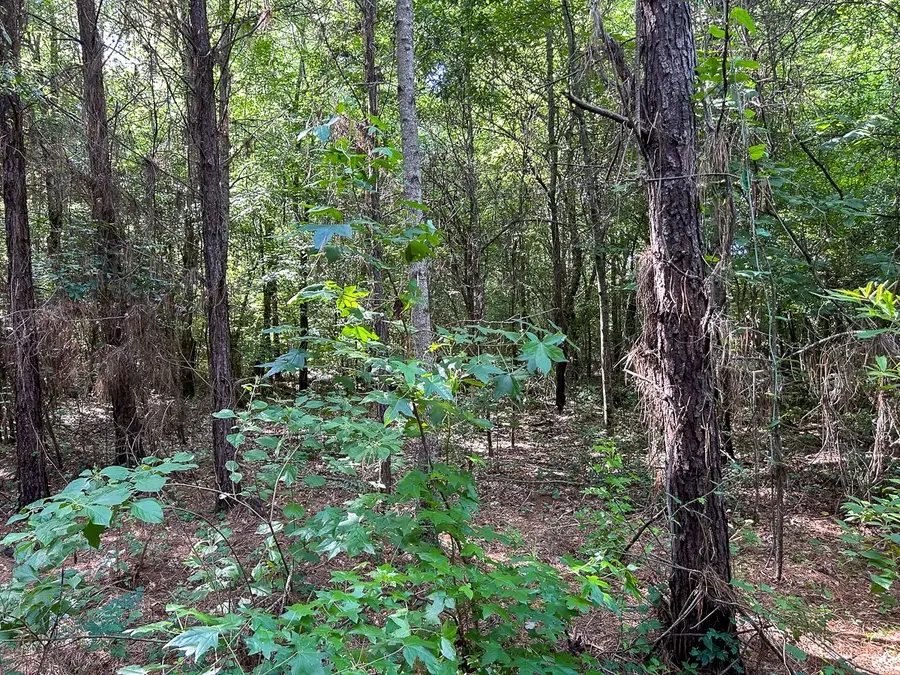 TBD Highway 21, San Augustine, TX 75972 - Image #2