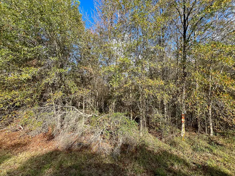 0 Fm 2460, Bon Wier, TX 75928 - Image #3