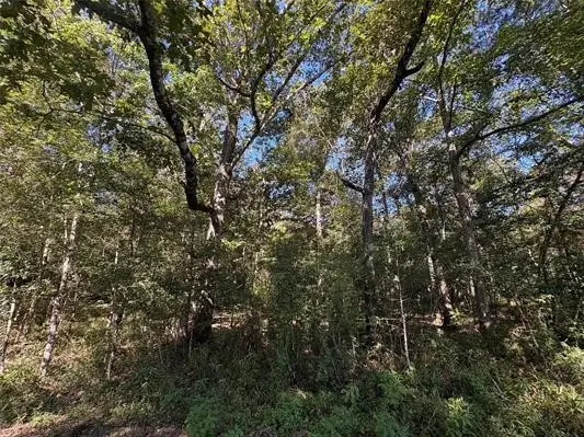 25595 Hwy 787, Thicket, TX 77374 - #1