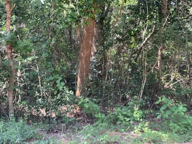 tbd Tanyard Rd, Conroe, TX 77303 - #1