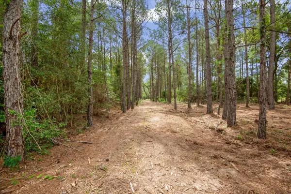 TBD Lot 3 County Road 302, Plantersville, TX 77363
