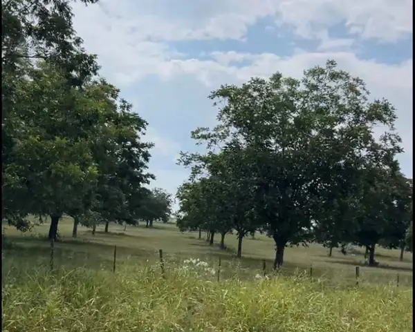 Tract #2 Fm 2548, Midway, TX 75852