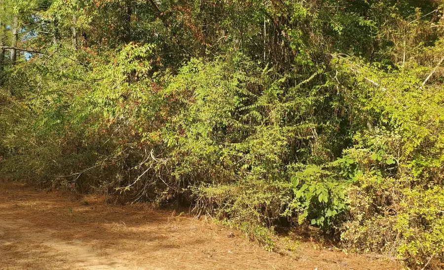 0 Indian Trail Drive, Waller, TX 77445 - Image #3