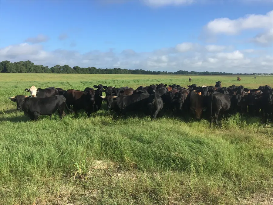 31555 Fm 159, Navasota, TX 77868 - Image #3