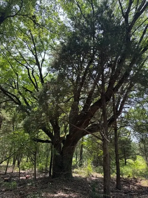 8841 Private Road, Palestine, TX 75801 - Image #3