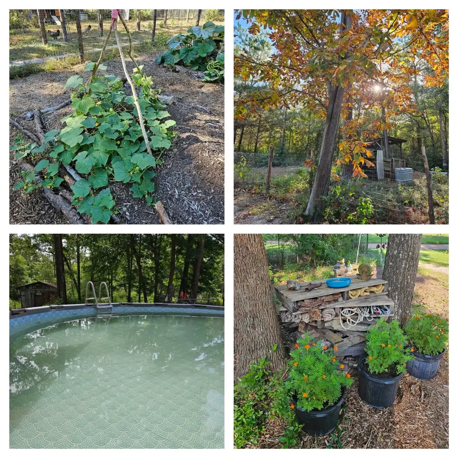 391 Deer Country Road, Chester, TX 75936 - Image #2