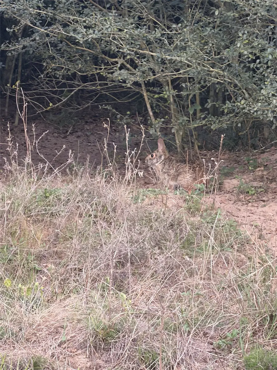 1743 Zimmerscheidt Road, New Ulm, TX 78950 - #3