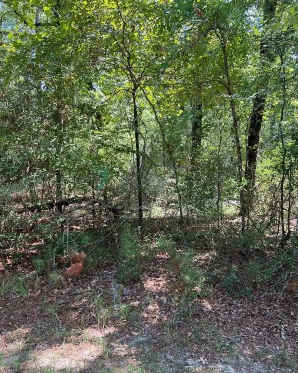 37 Landing Way, Trinity, TX 75862 - #1