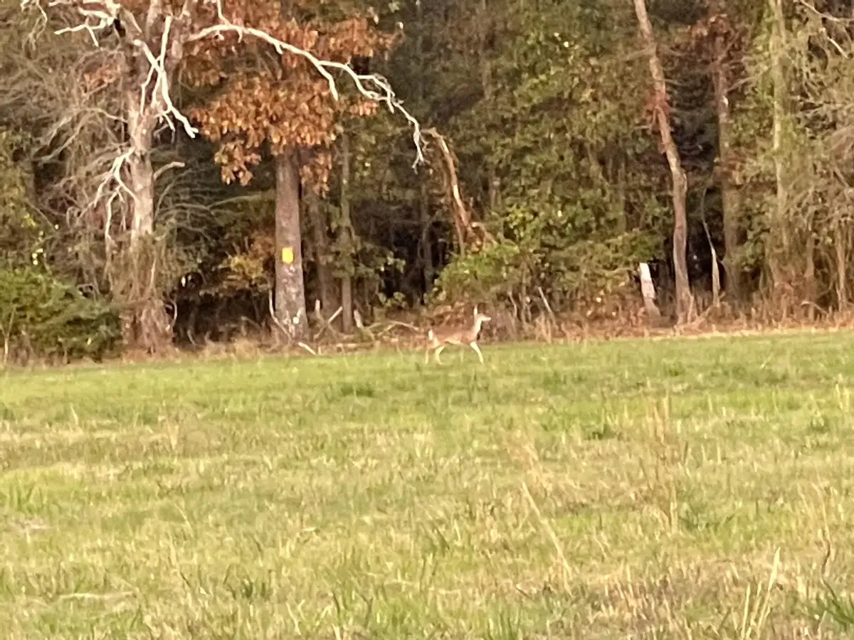 0000 North Mcgee Bend Loop, Groveton, TX 75845 - Image #1