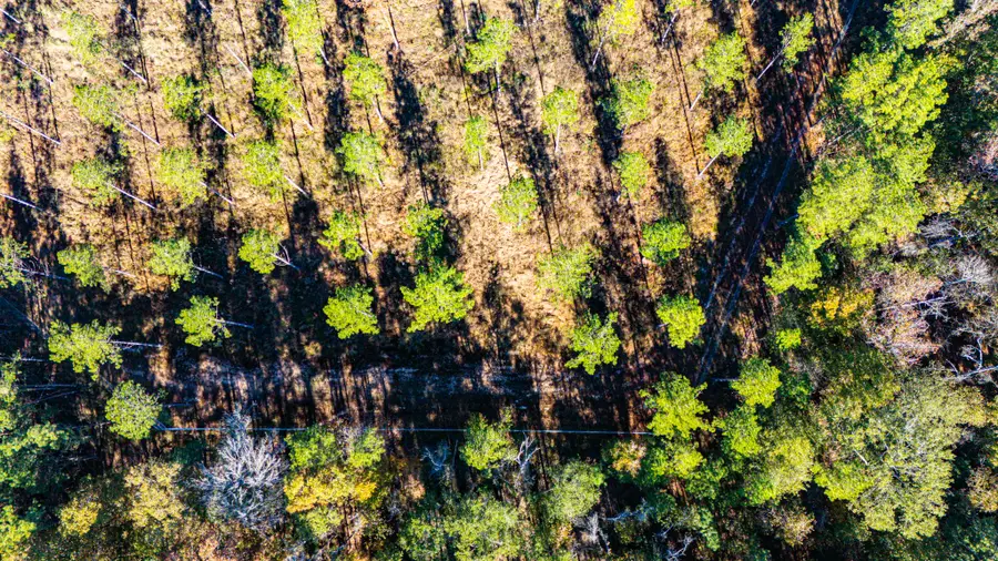 008 Big Buck Drive, Moscow, TX 75960 - Image #3