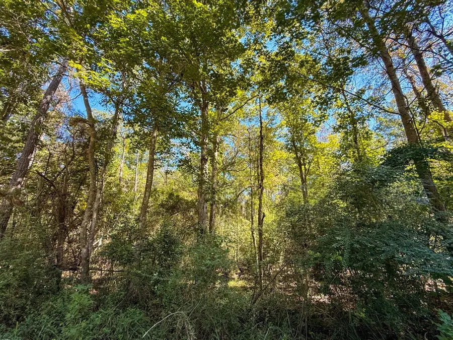 TBD County Road 4260, Woodville, TX 75979 - #3