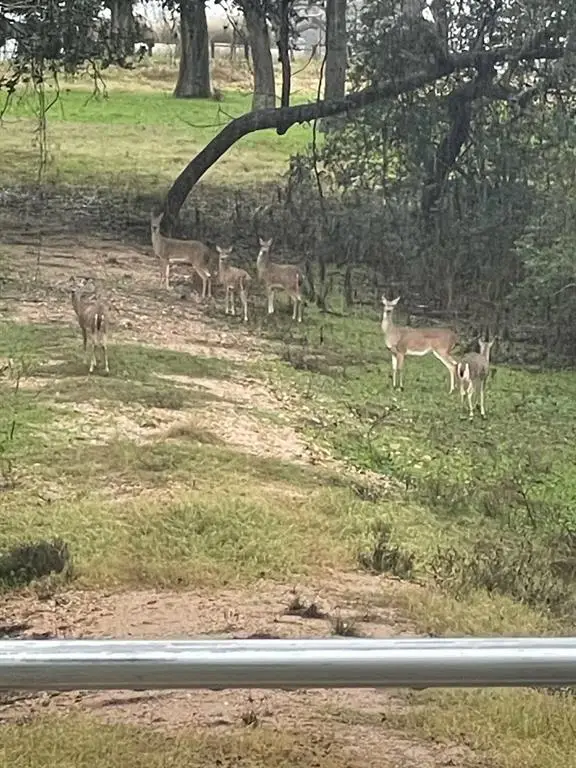 1801 Fm 1383, Schulenburg, TX 78956 - Image #2