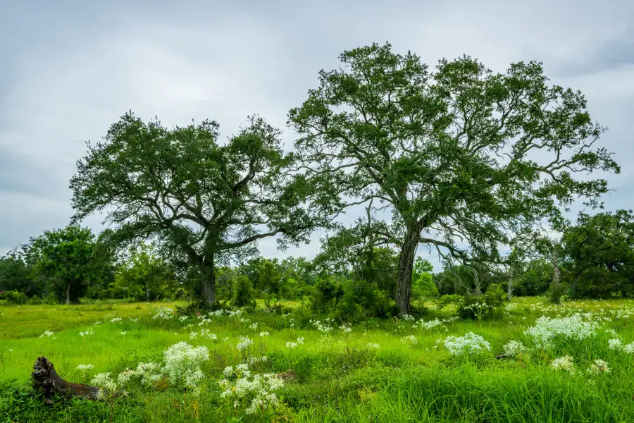 319 Cr 319, Brazoria, TX 77422 - Image #2