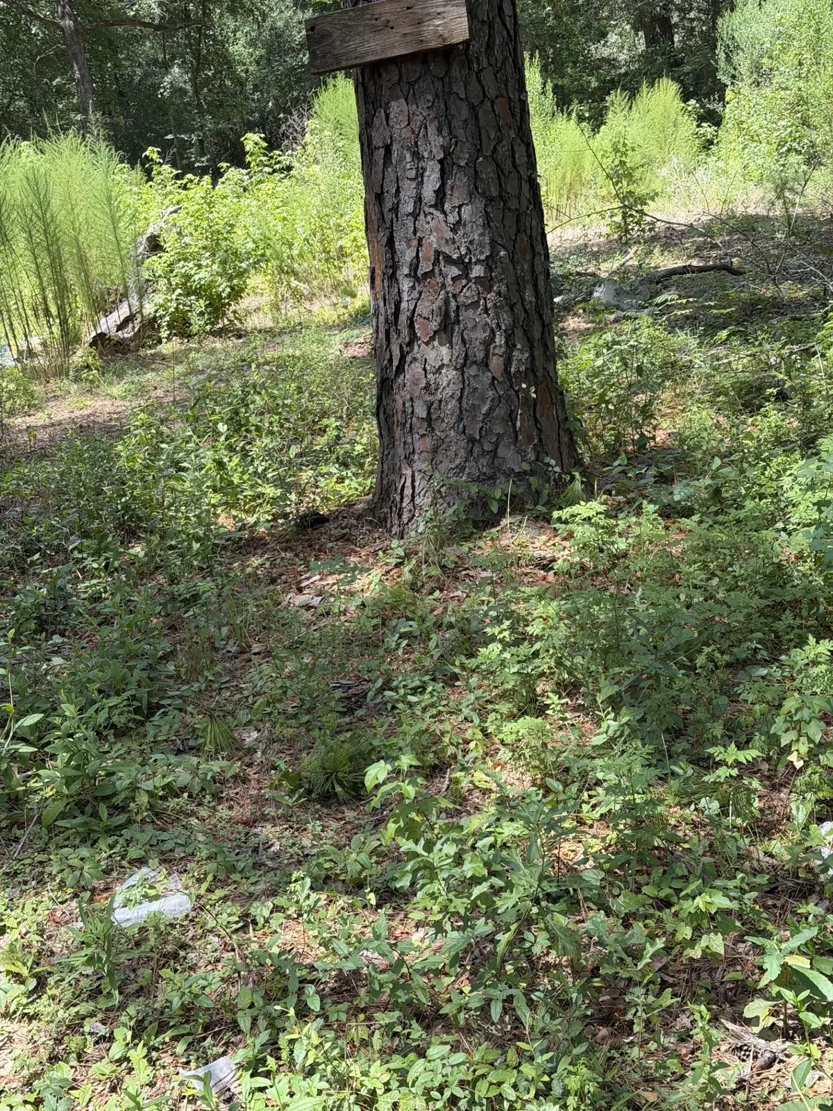 41502 S Buckhorn Lane, Magnolia, TX 77354 - #1