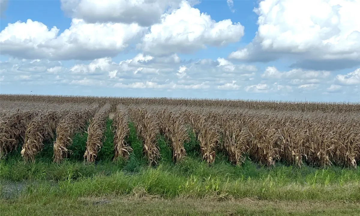 0 Fm 458, Midfield, TX 77458 - #1