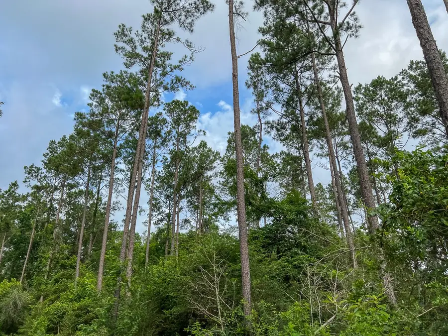 5 Old Salem Church Road, Willis, TX 77378 - Image #3