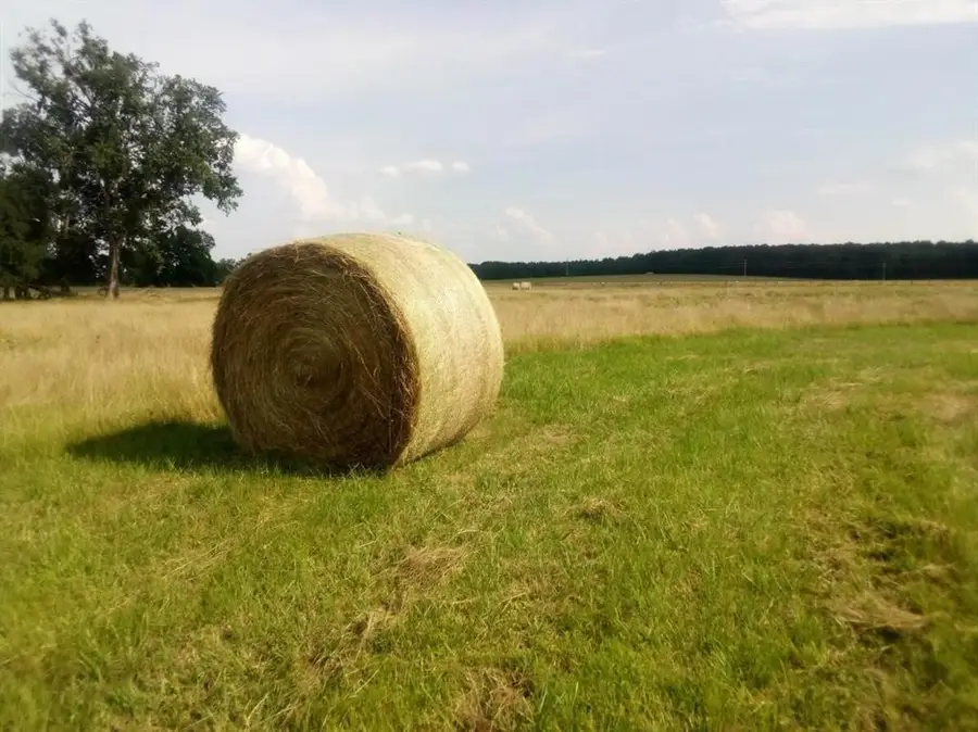 TR 87 County Road 231, Centerville, TX 75833 - Image #3