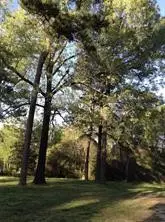 11404 Metts Road, Conroe, TX 77306 - Image #2