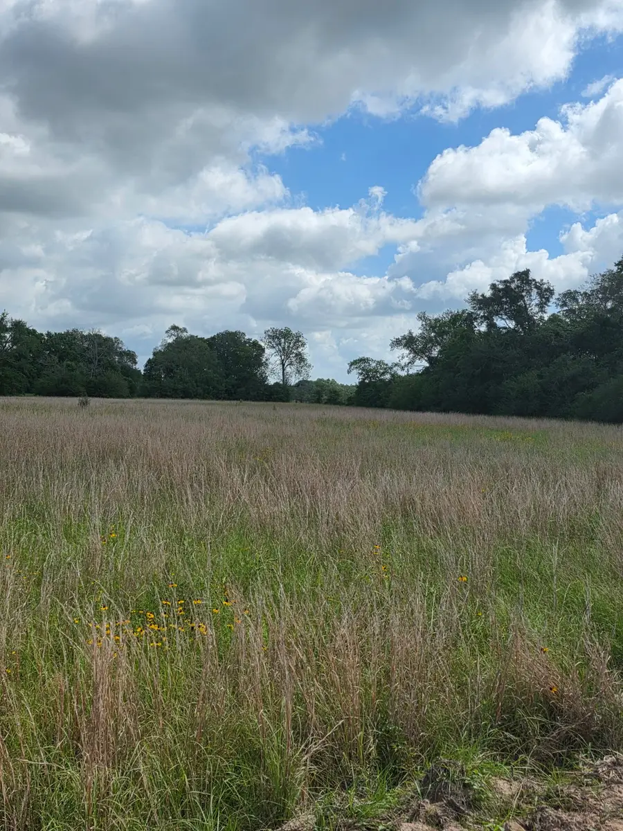 TBD LOT 4 County Road 201, Plantersville, TX 77363 - #2