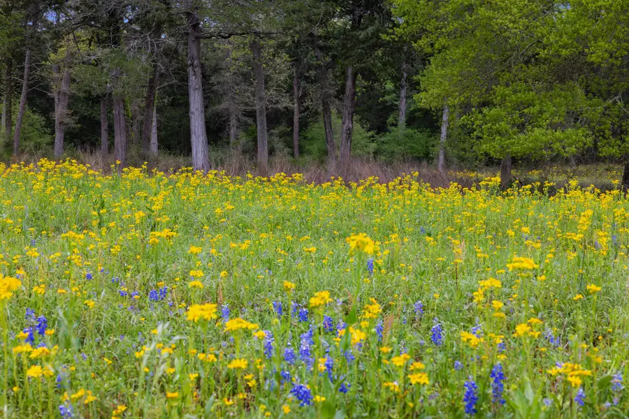 24661 Squirrel Road, New Ulm, TX 78950 - Image #3