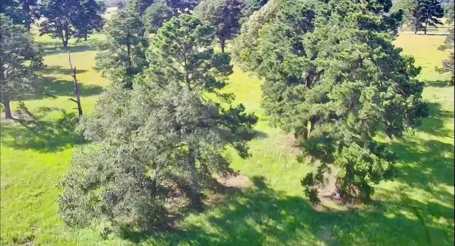 Tract 8 Live Oak Court, Crockett, TX 75835 - Image #3