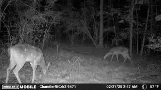 TBD Cr 2845/pr 6260, Colmesneil Chester, TX 75979 - Image #2