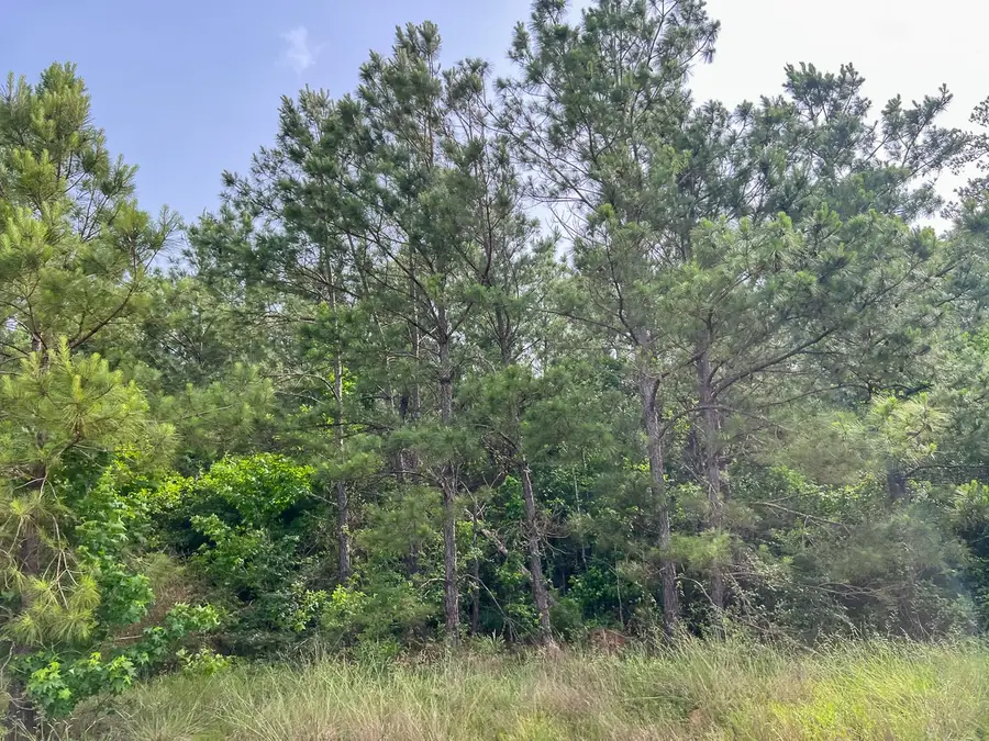 1 Old Salem Church Road, Willis, TX 77378 - Image #2