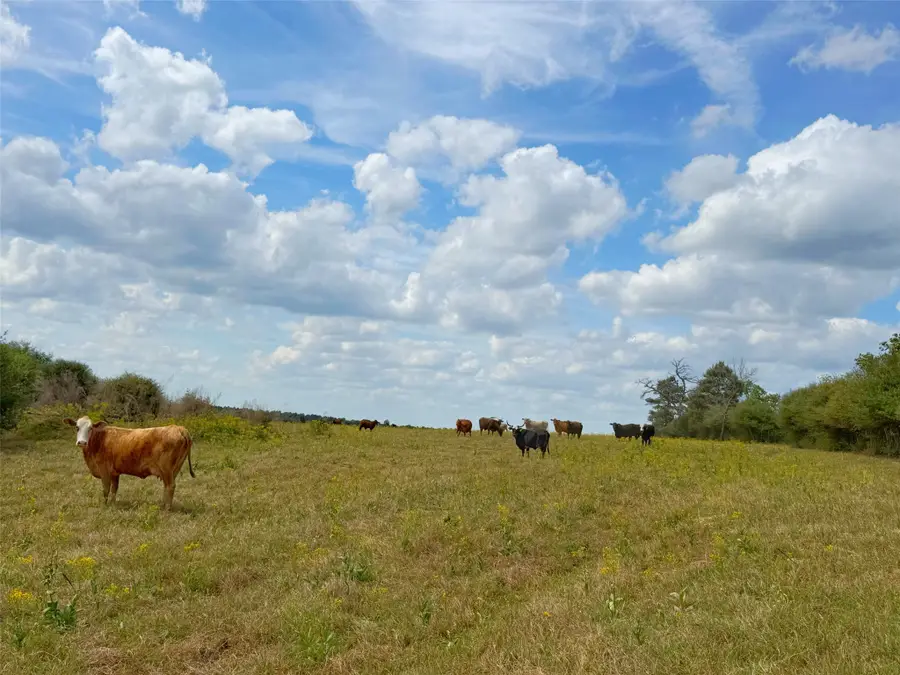 143 ac Cr 236, Oakwood, TX 75855 - #2