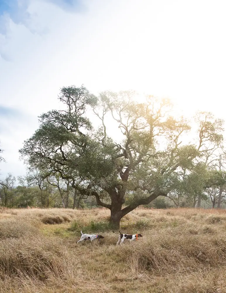 100 Labrador Lane, Columbus, TX 78934 - Image #2